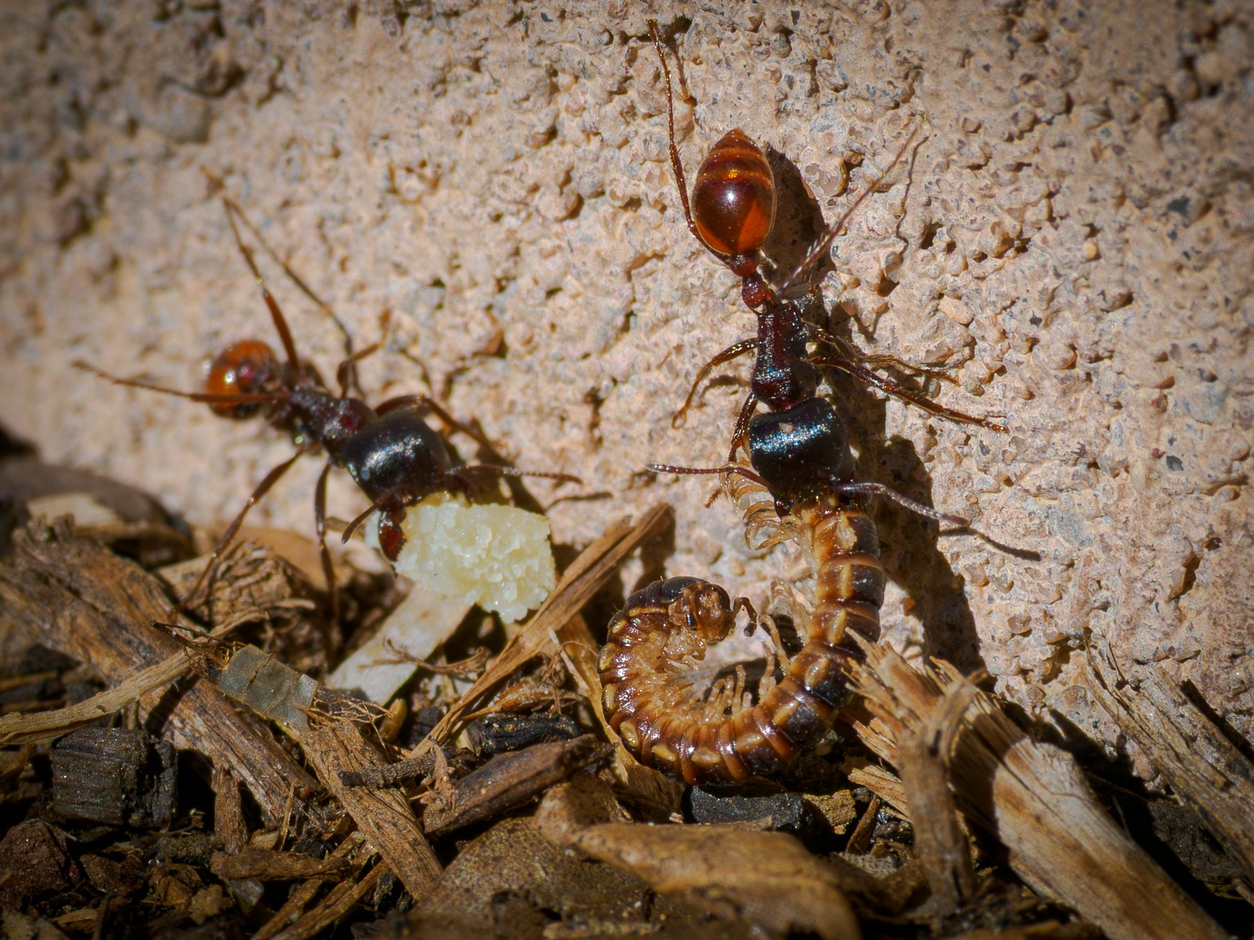 Ants and Grub
