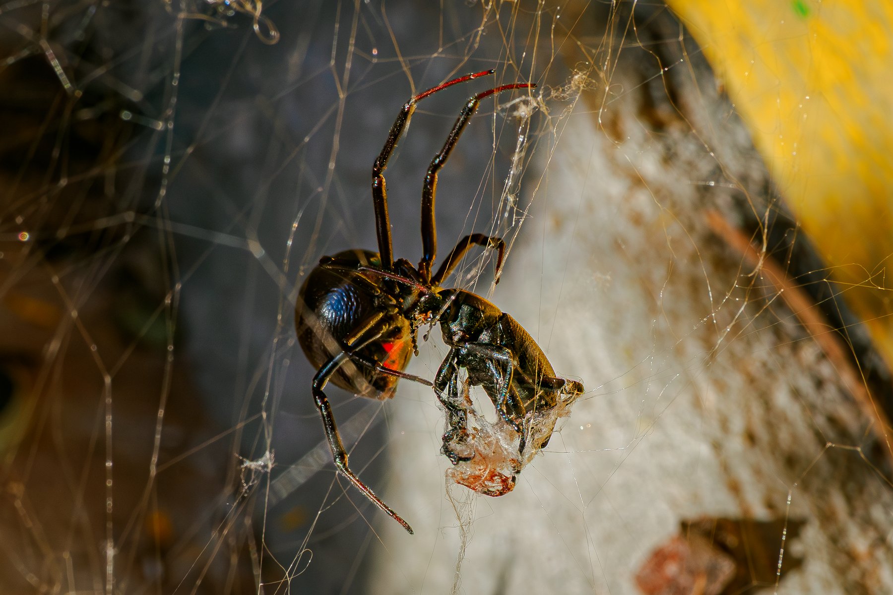 Black Widow