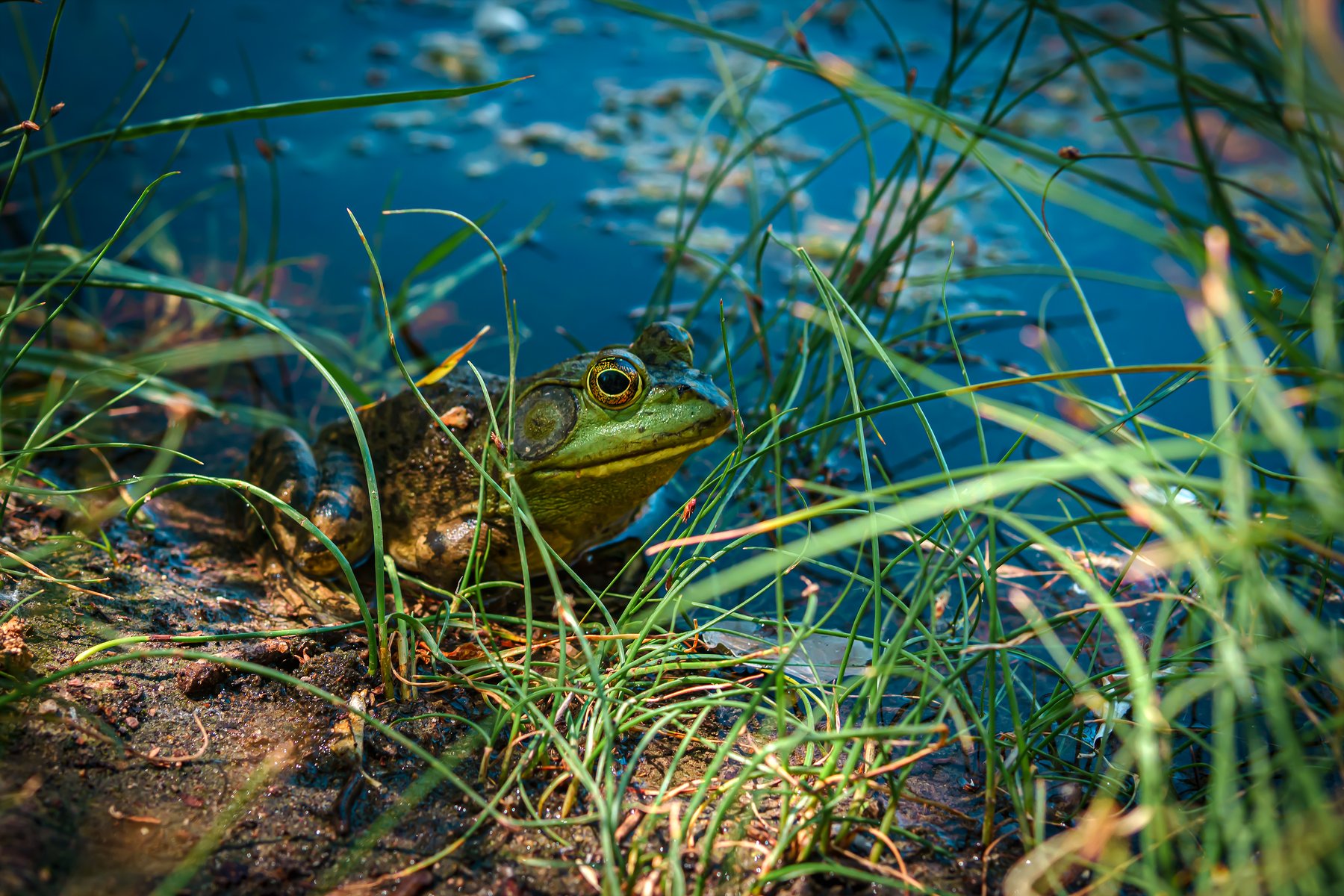 Bullfrog