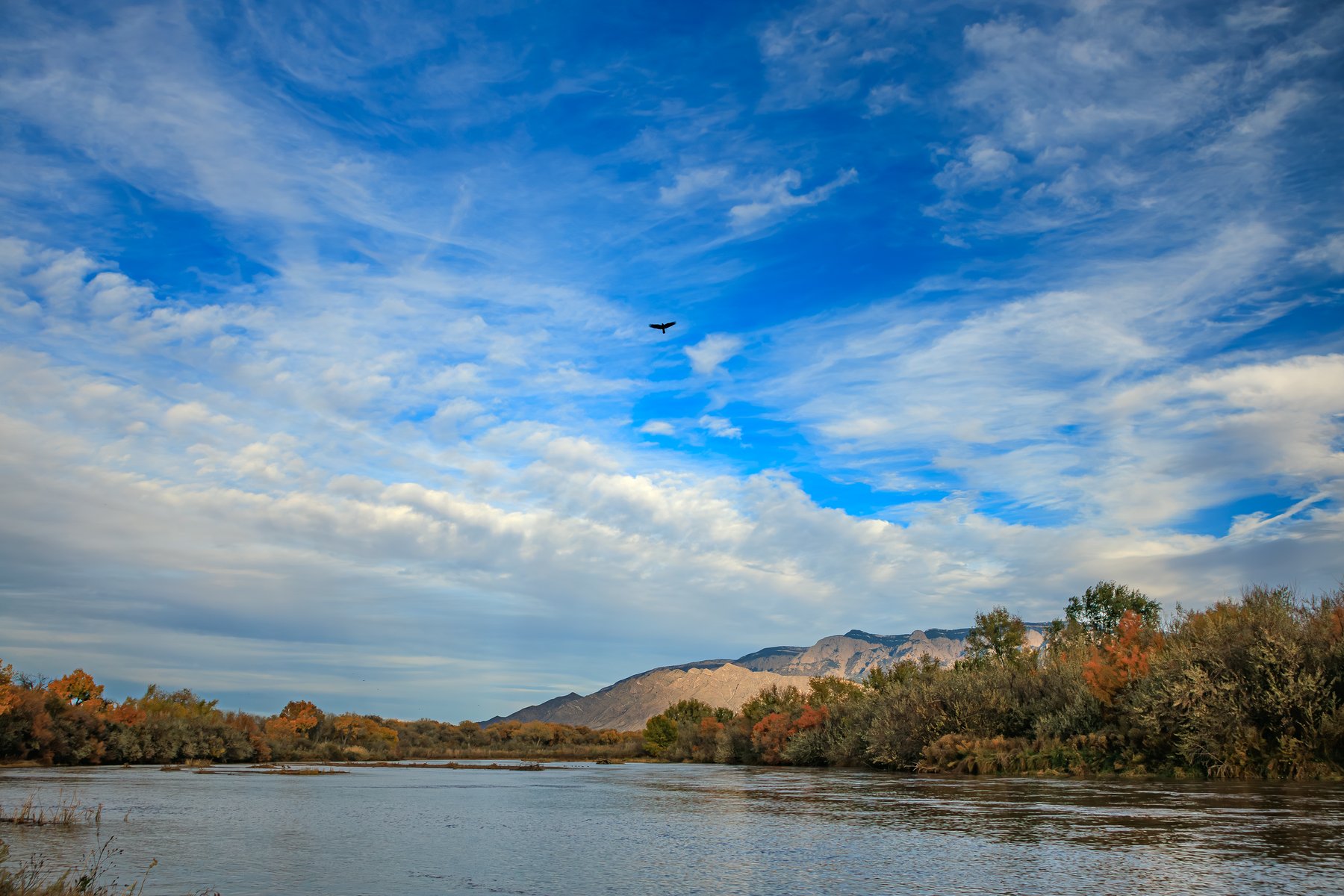 Bosque Hawk