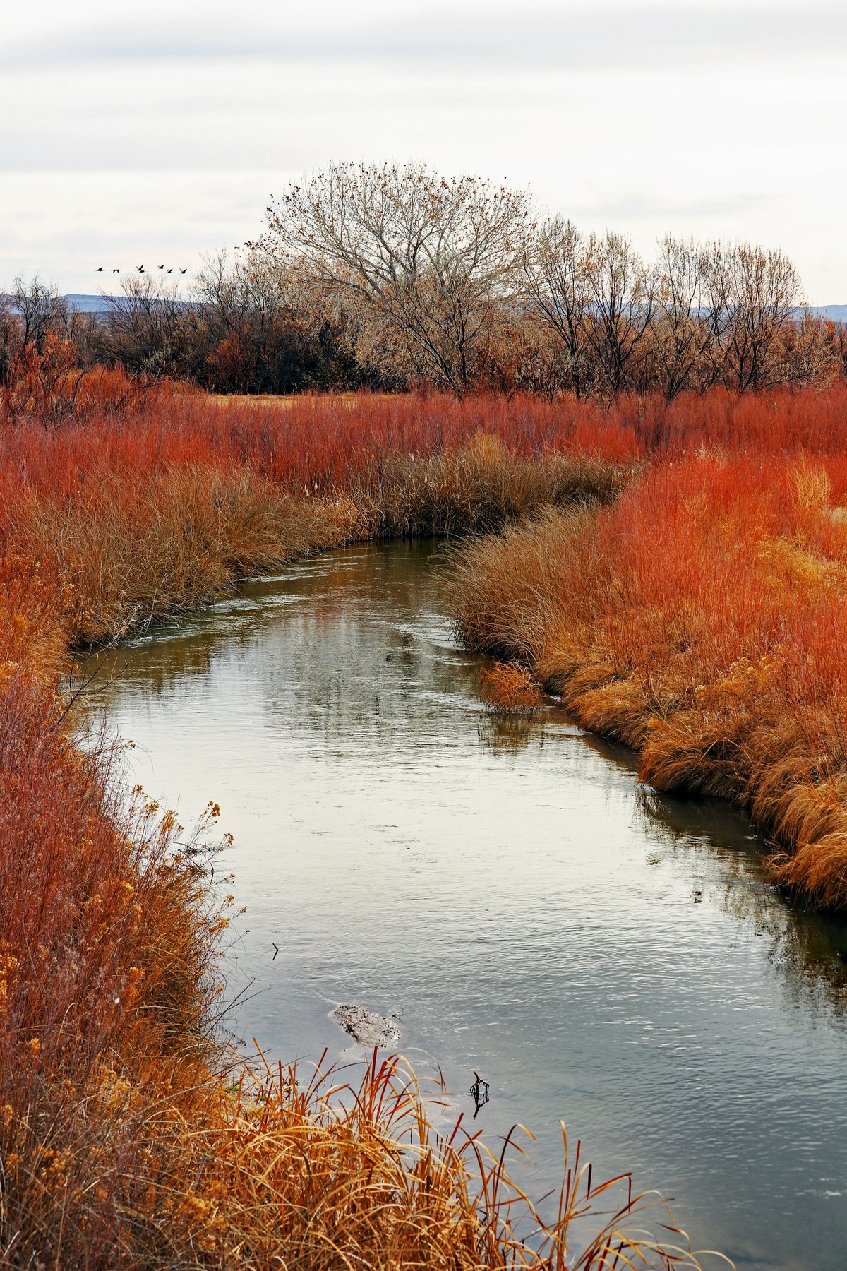 Red Reeds