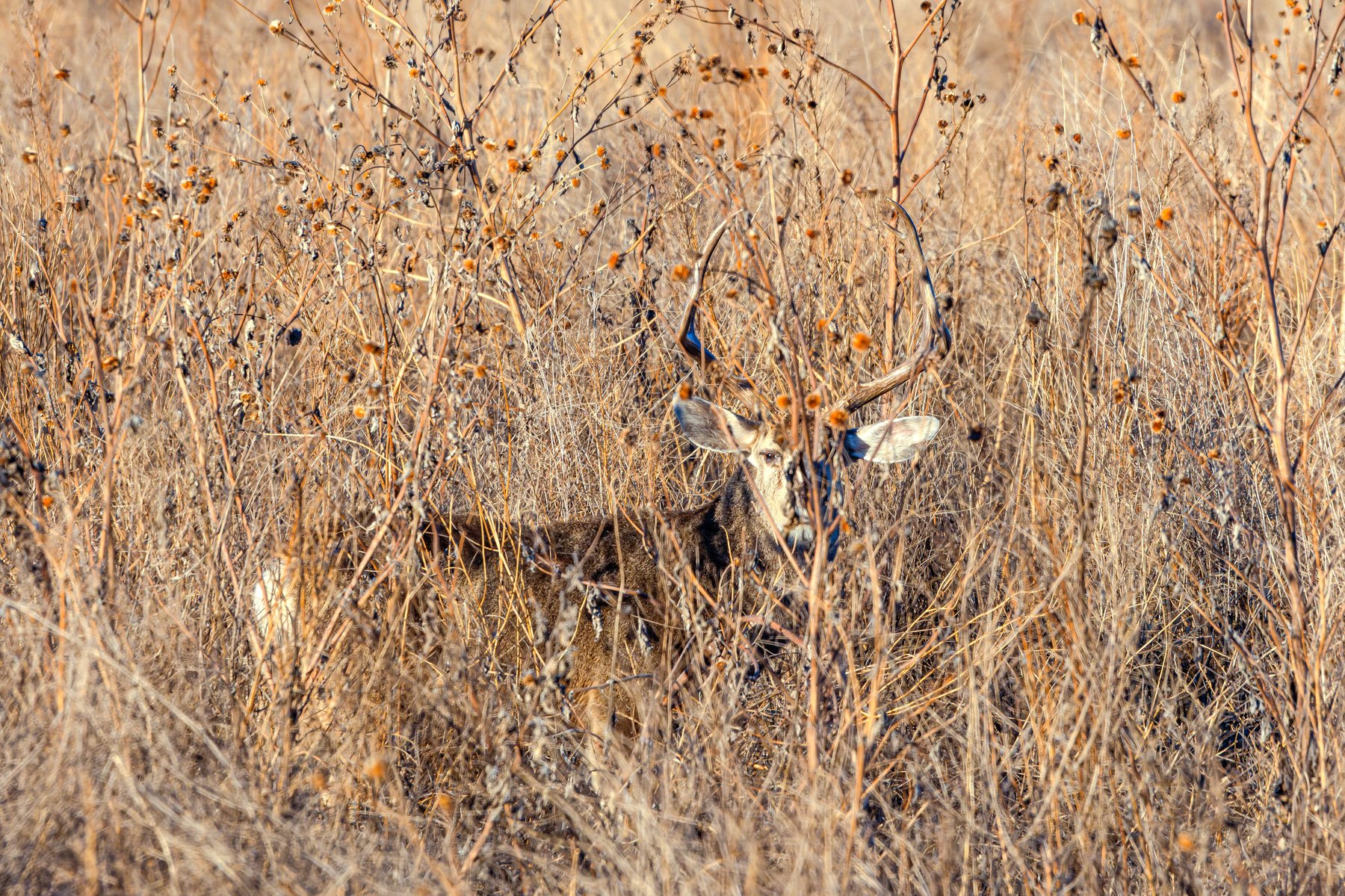 Buck in Brush