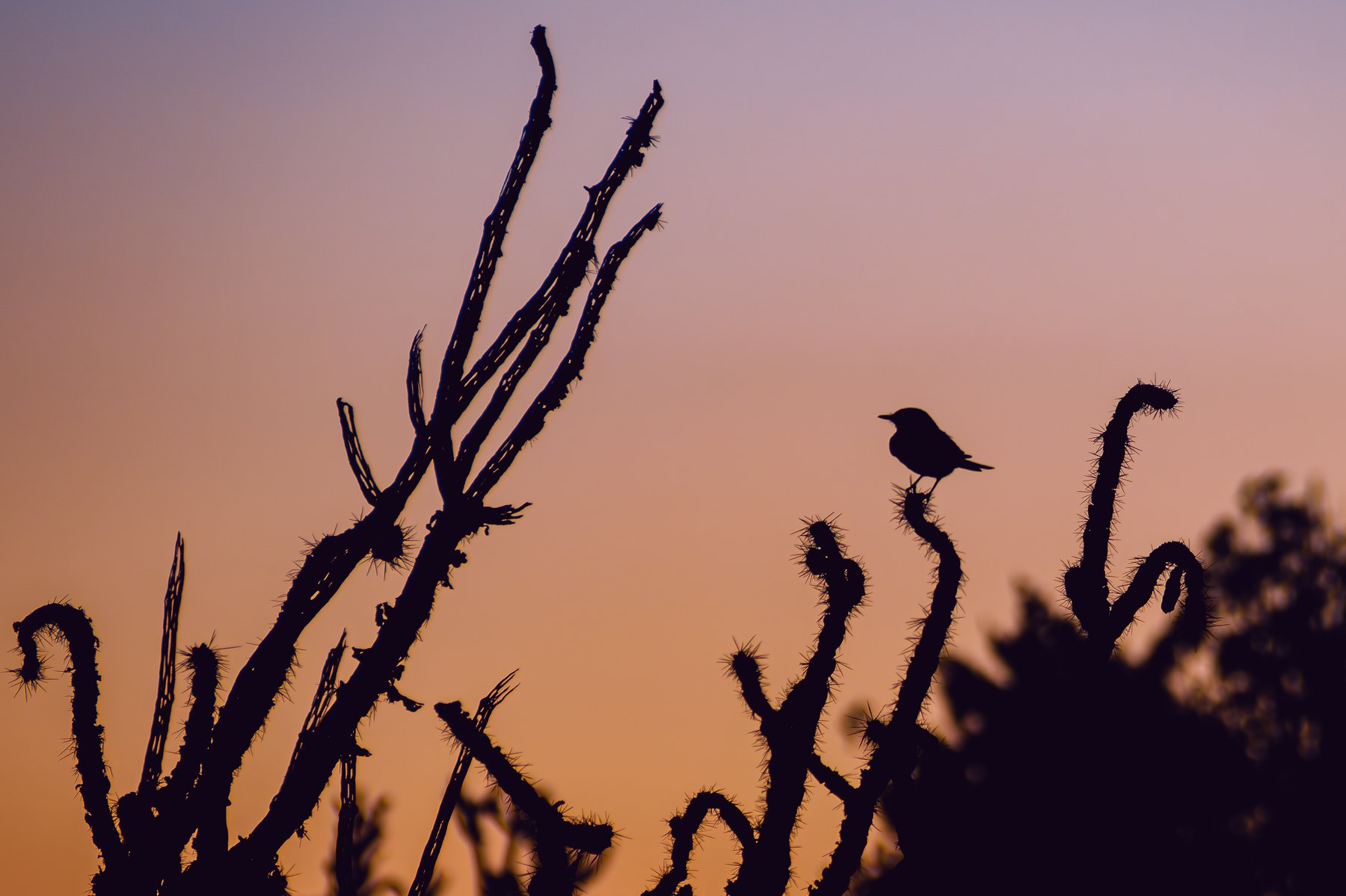 Cactus Silhouette
