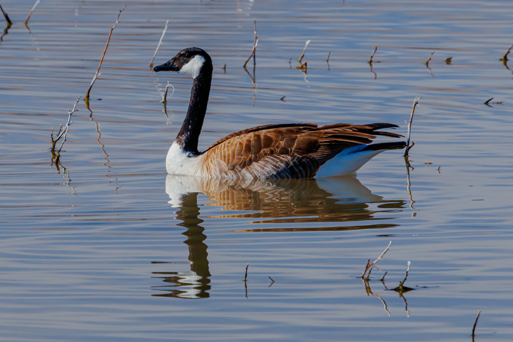 Canada Goose