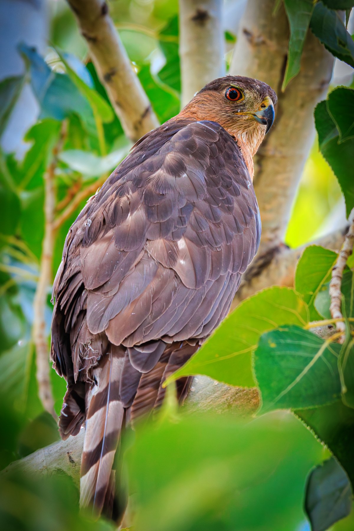 Cooper's Hawk