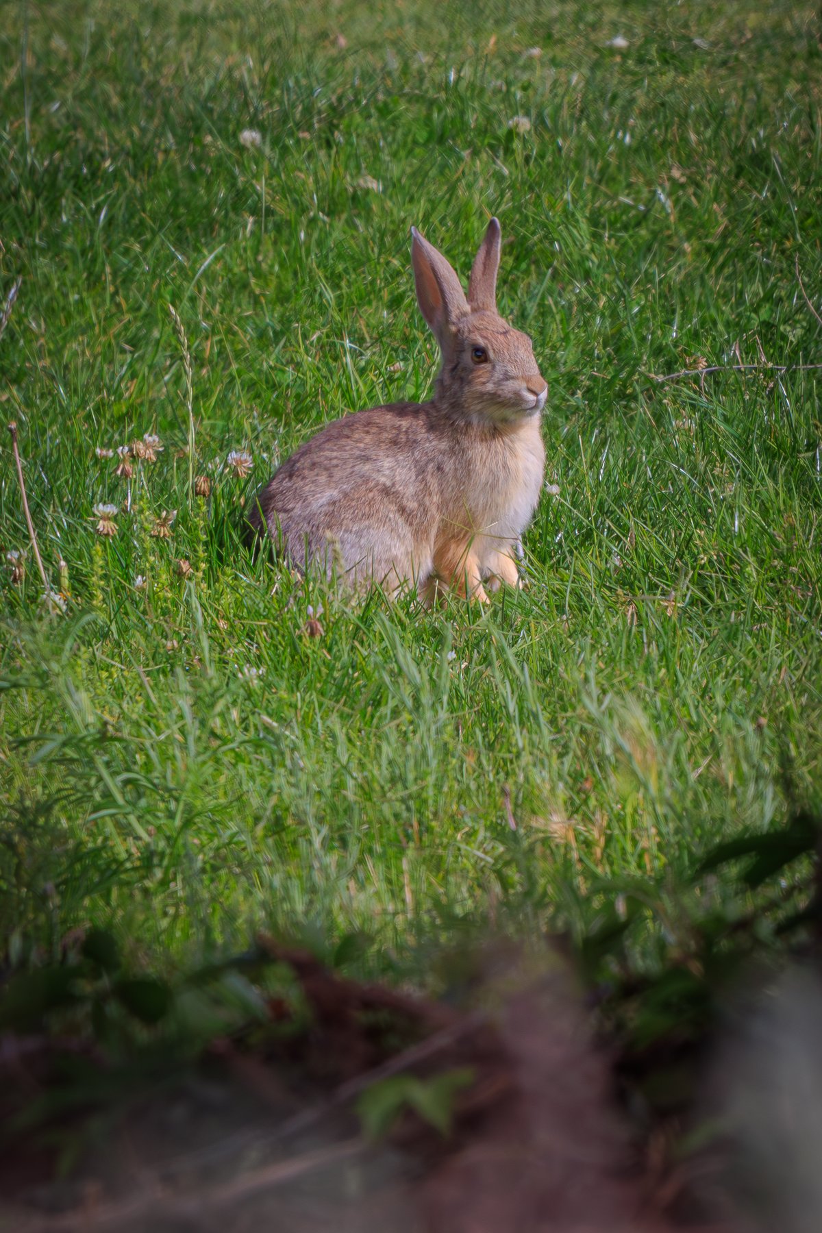 Cottontail