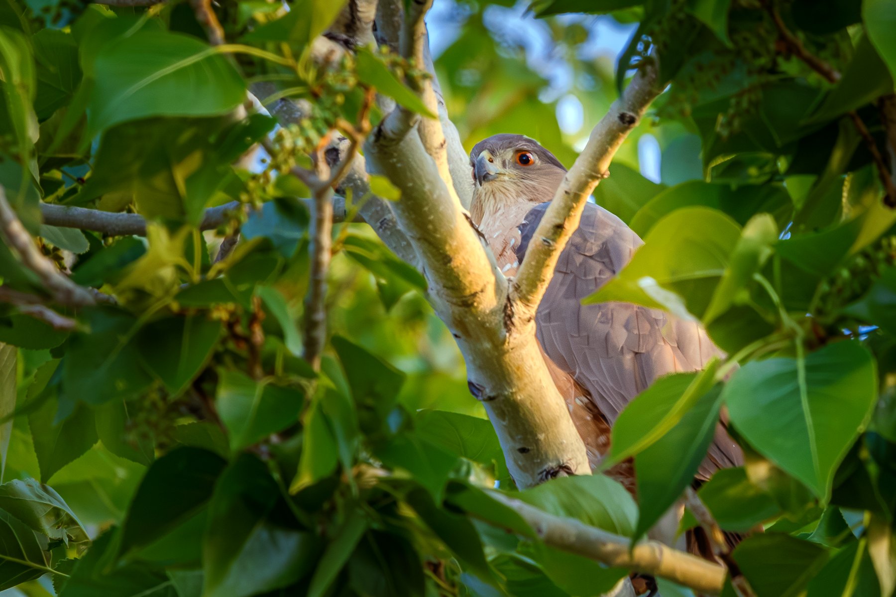 Cottonwood Hawk