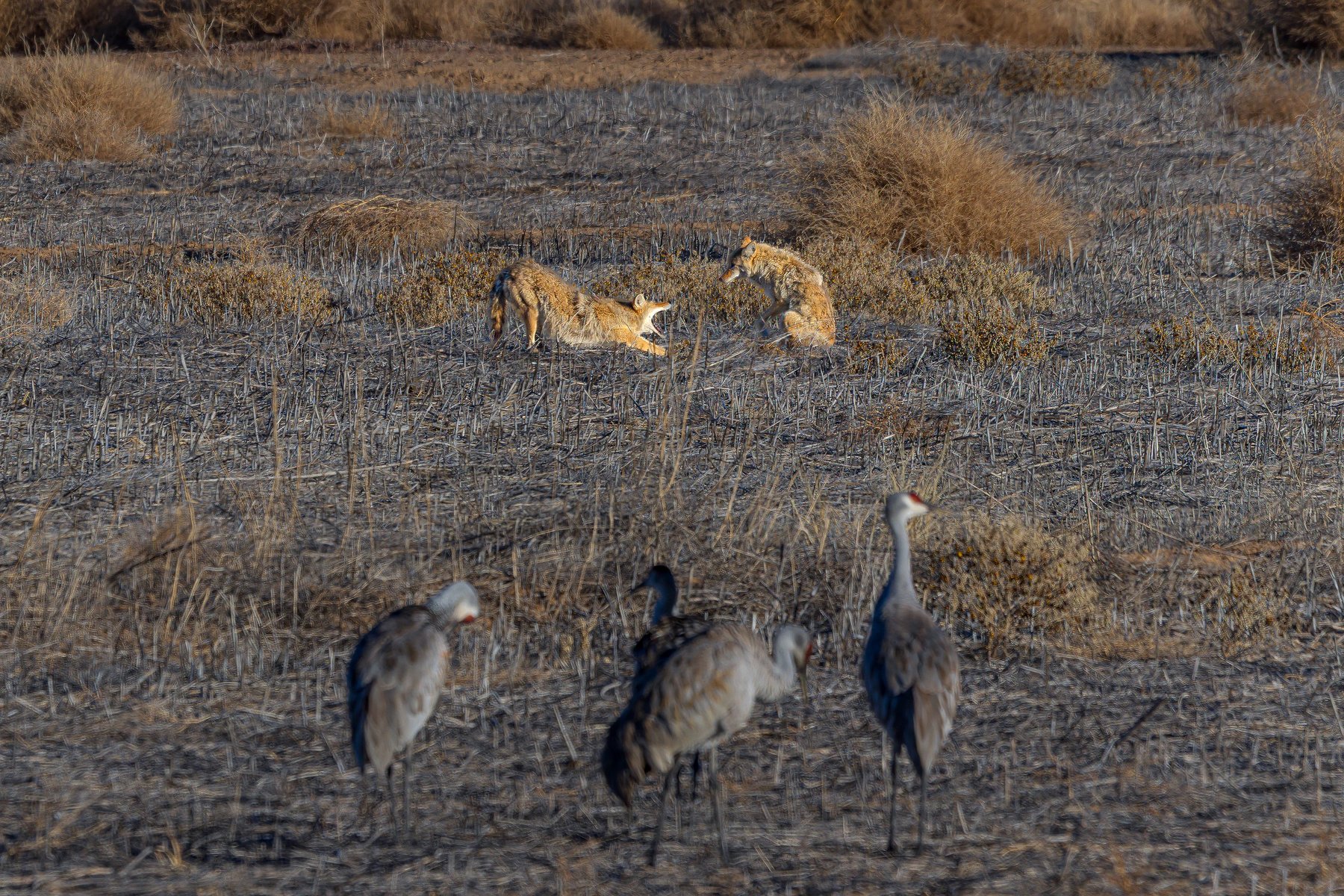 Coyote Greeting