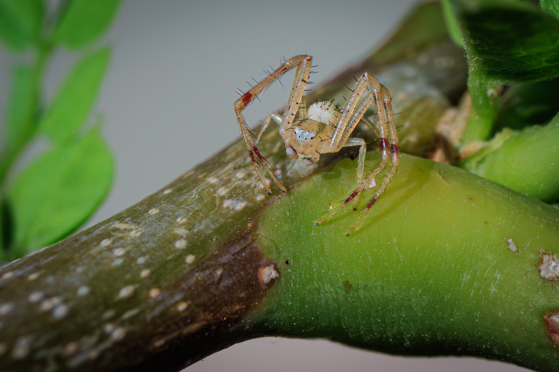 Crab Spider