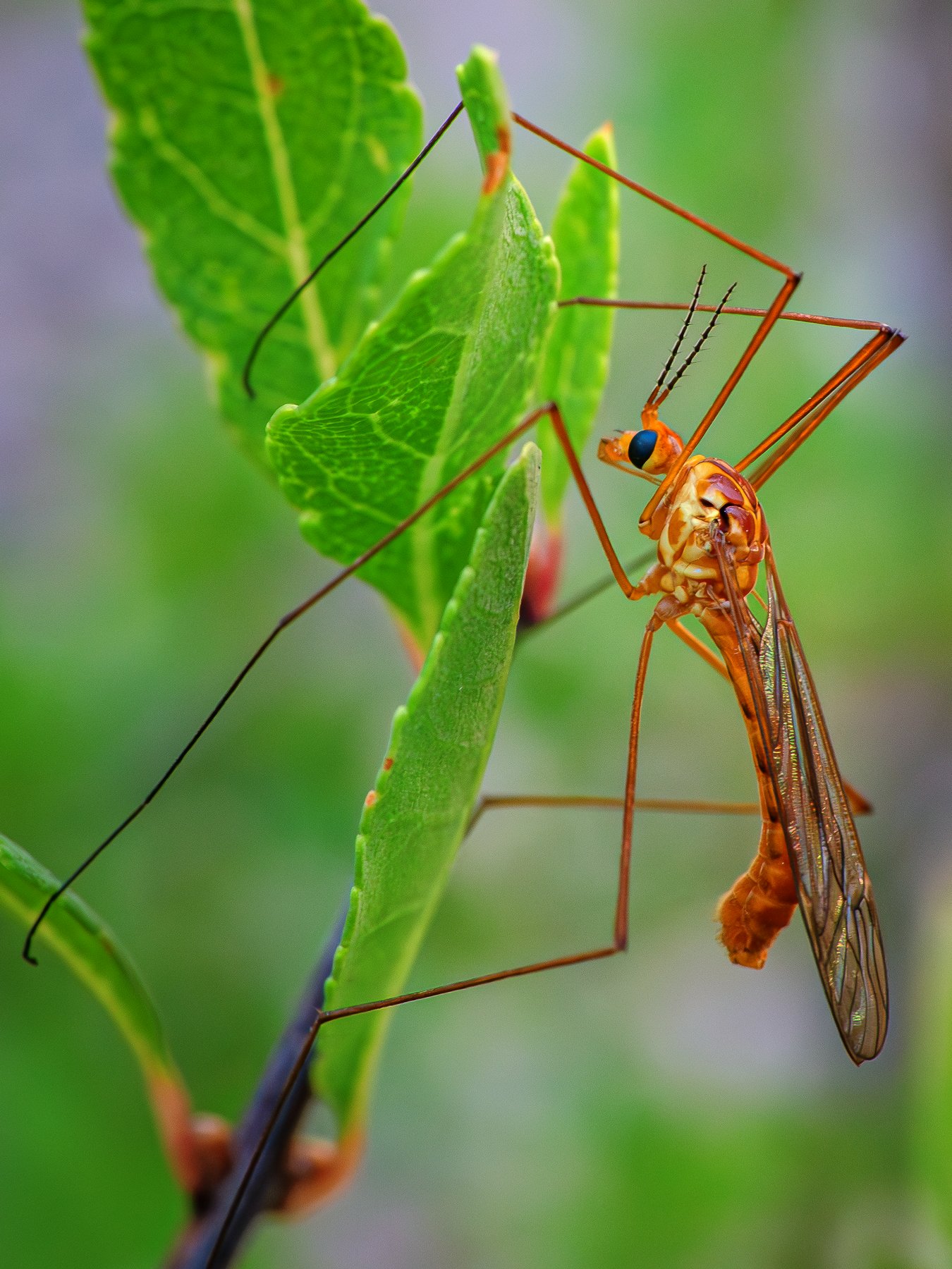 Crane Fly
