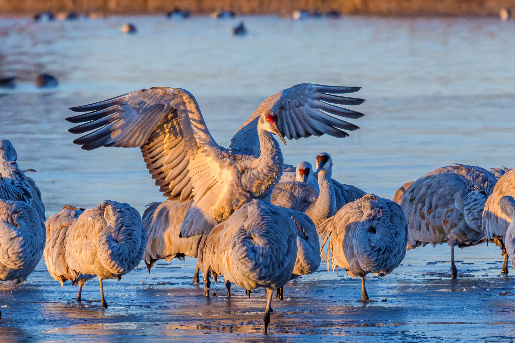 Wings Spread
