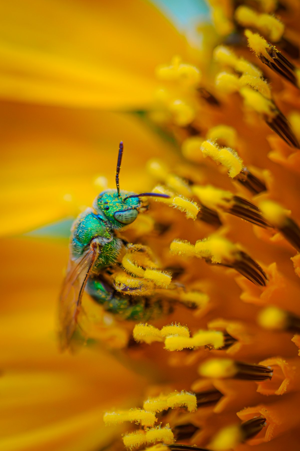 Cuckoo Bug