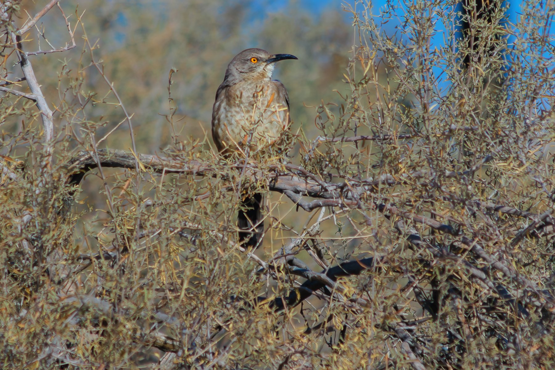 Curvebill Thrasher