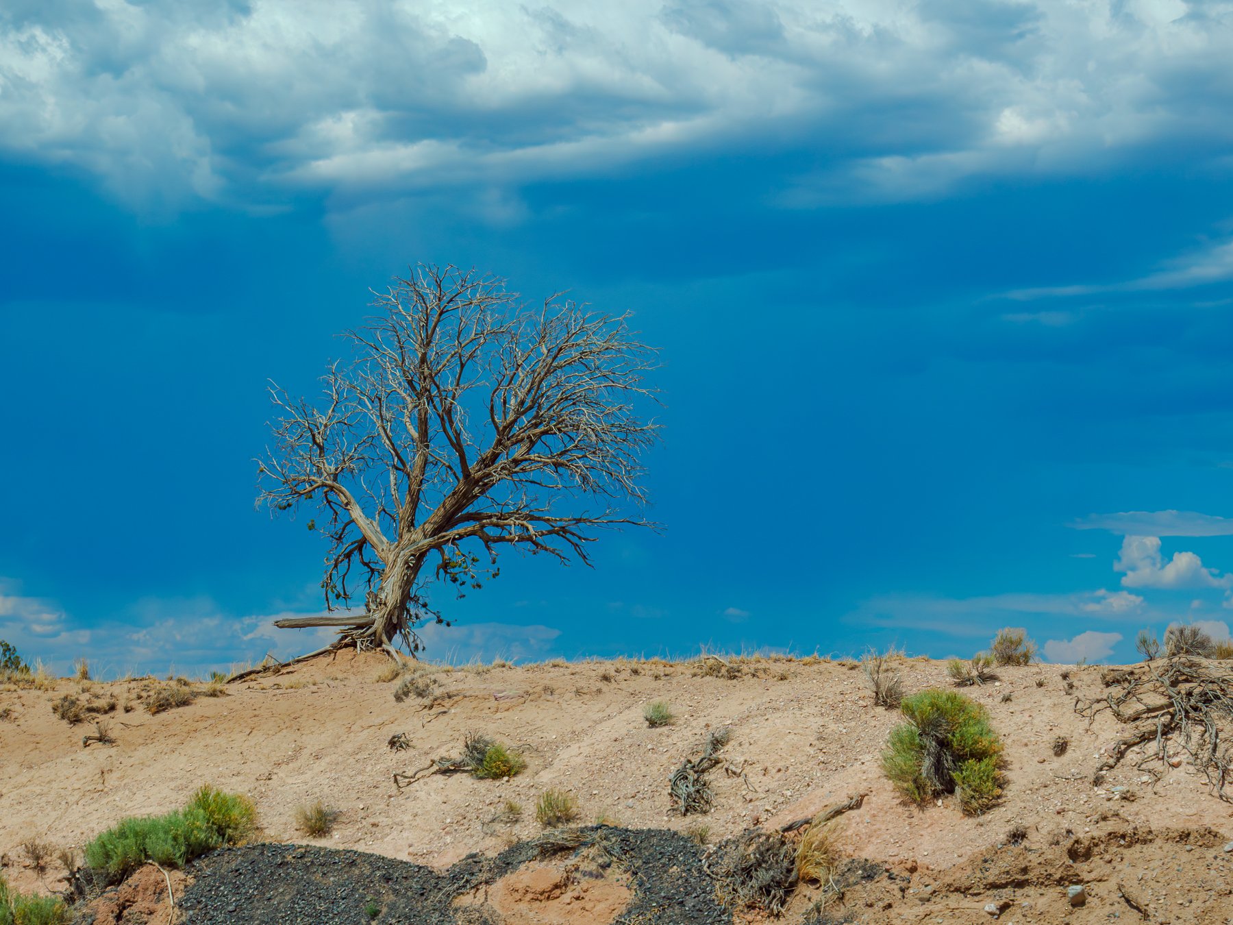 Dead Juniper