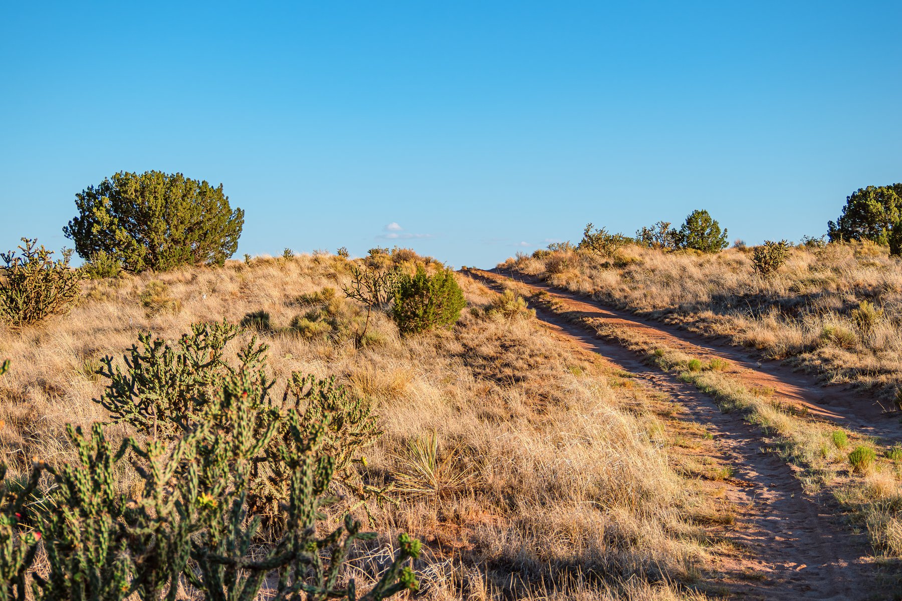 Desert Trail