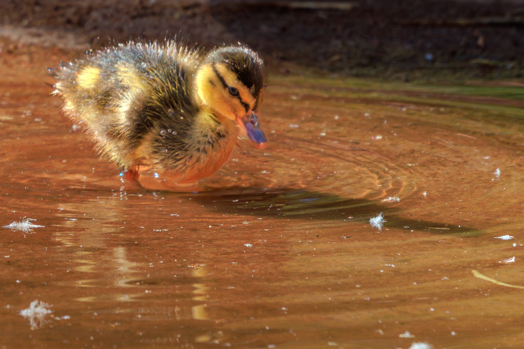 Duckling
