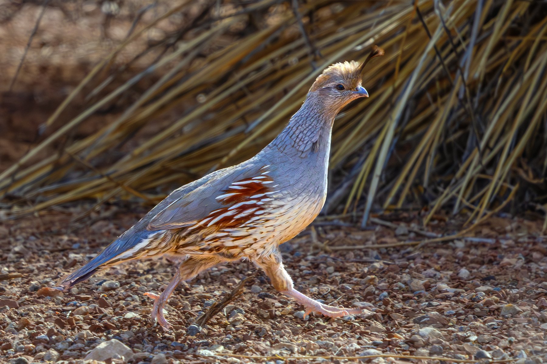 Female Quail