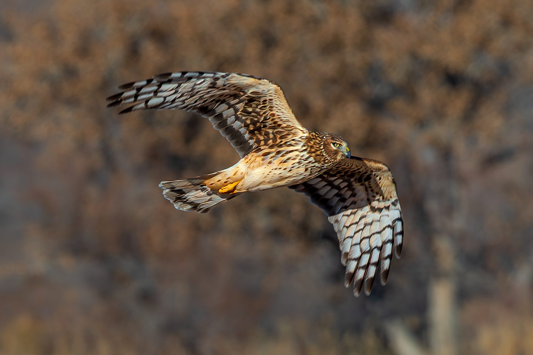 Harrier
