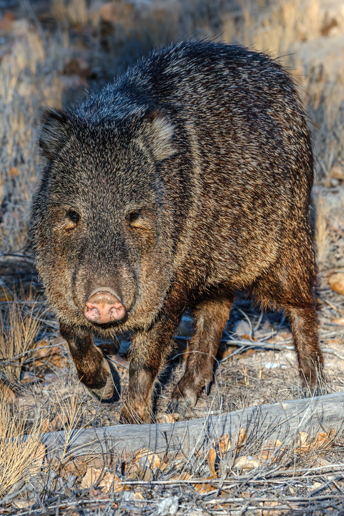 Javelina Stare