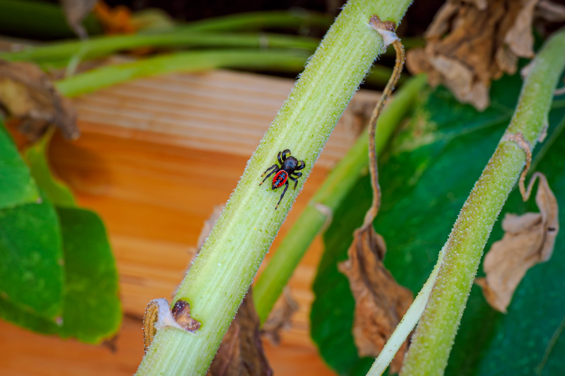 Jumping Spider