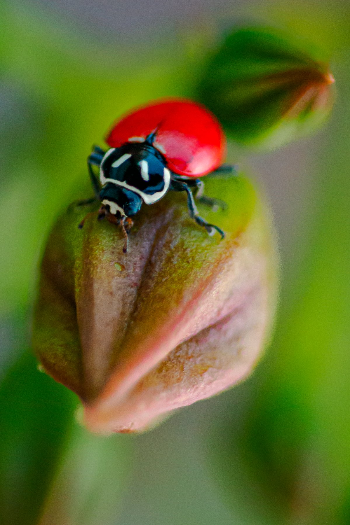 Ladybug