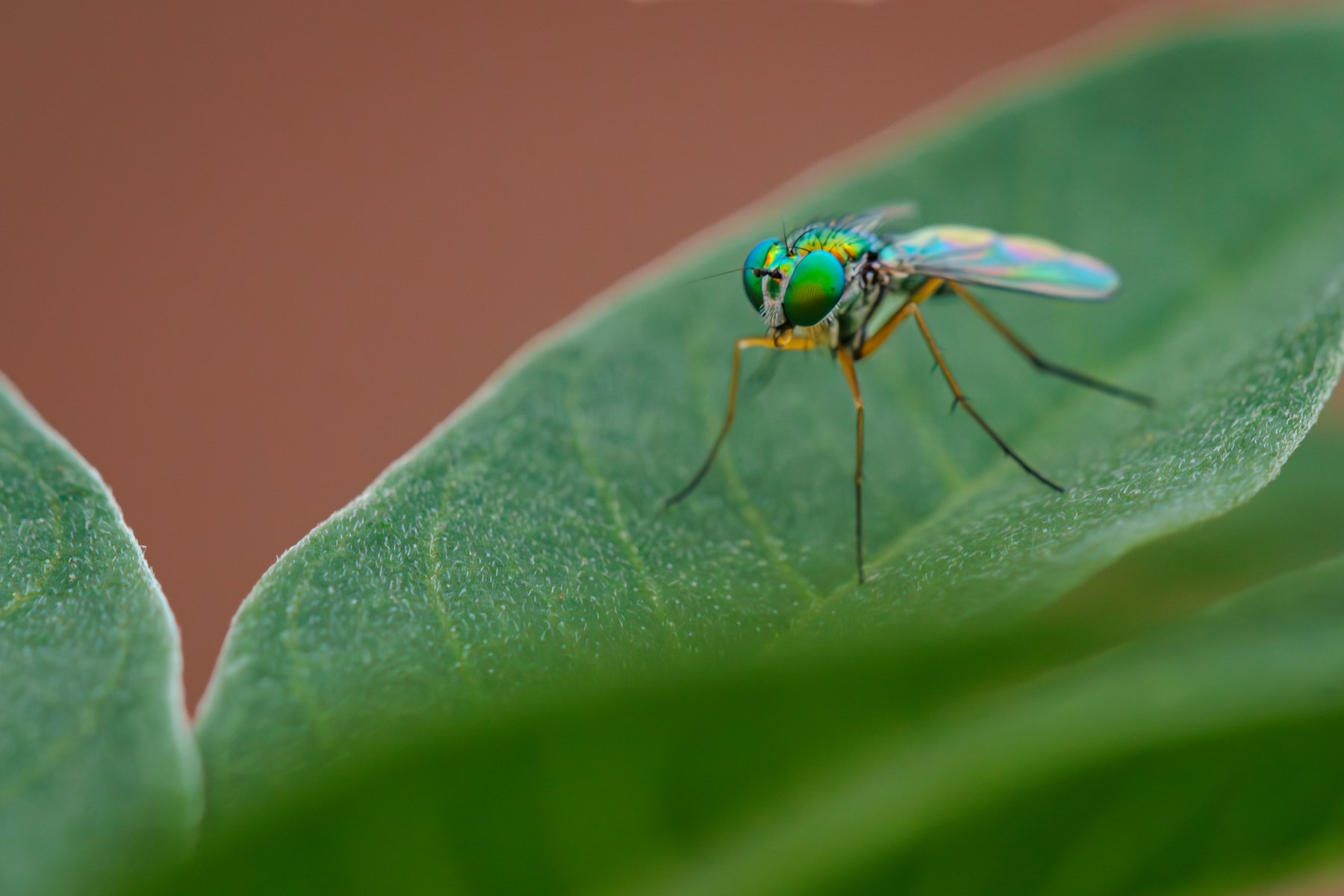 Long-Legged Fly