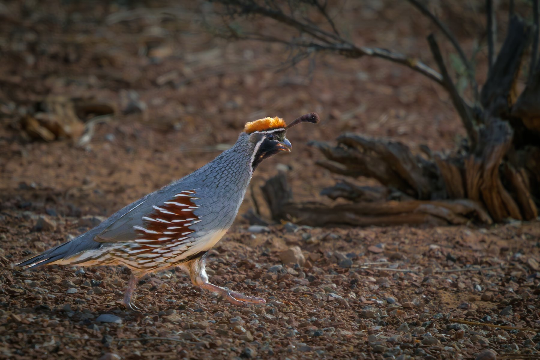 Male Quail