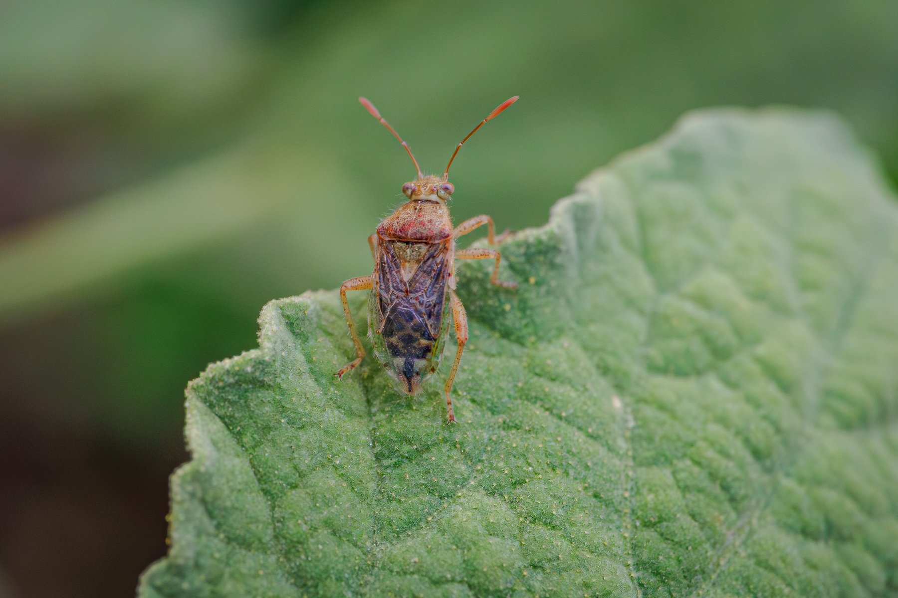 Mallow Bug