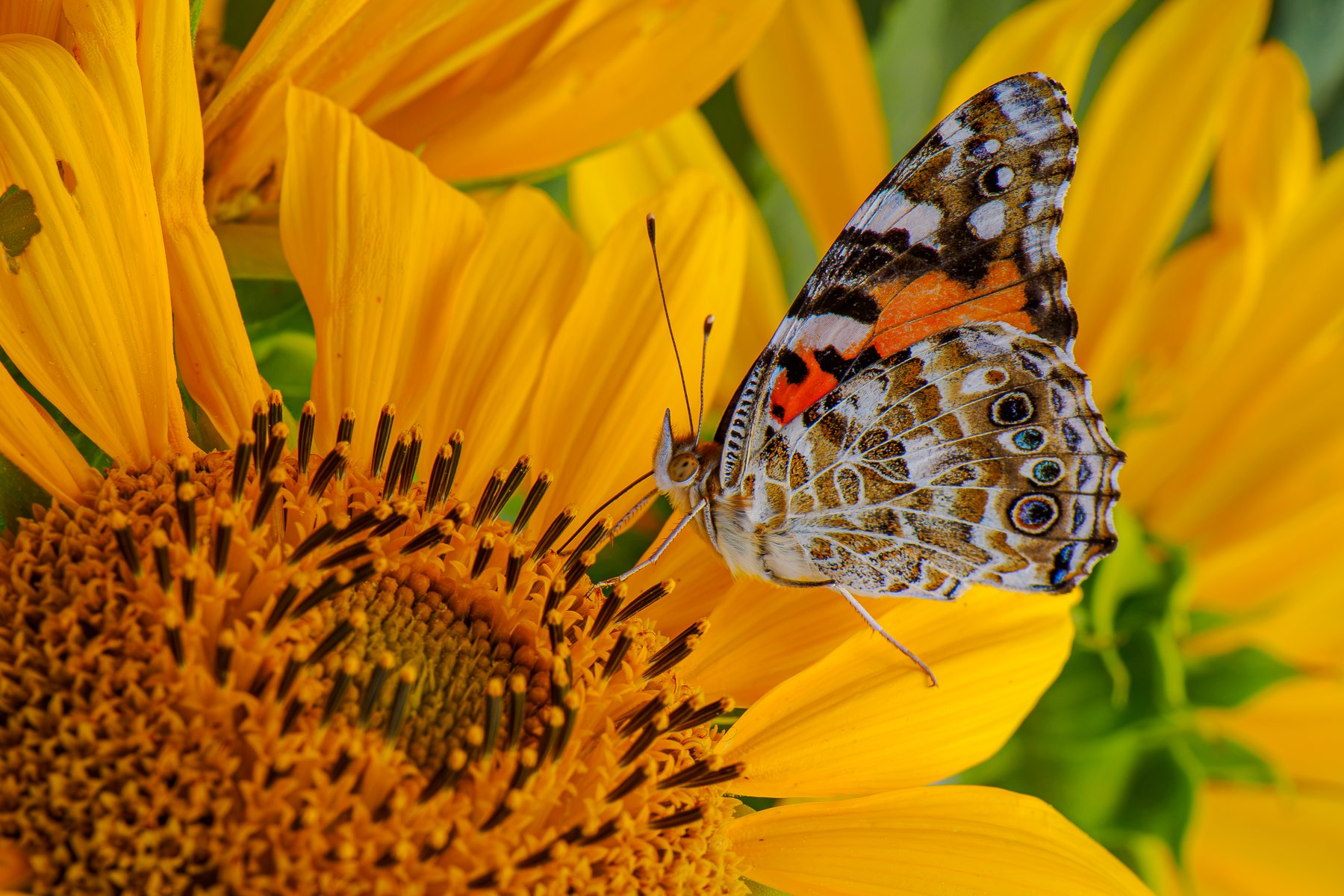 Monarch on Sunflower