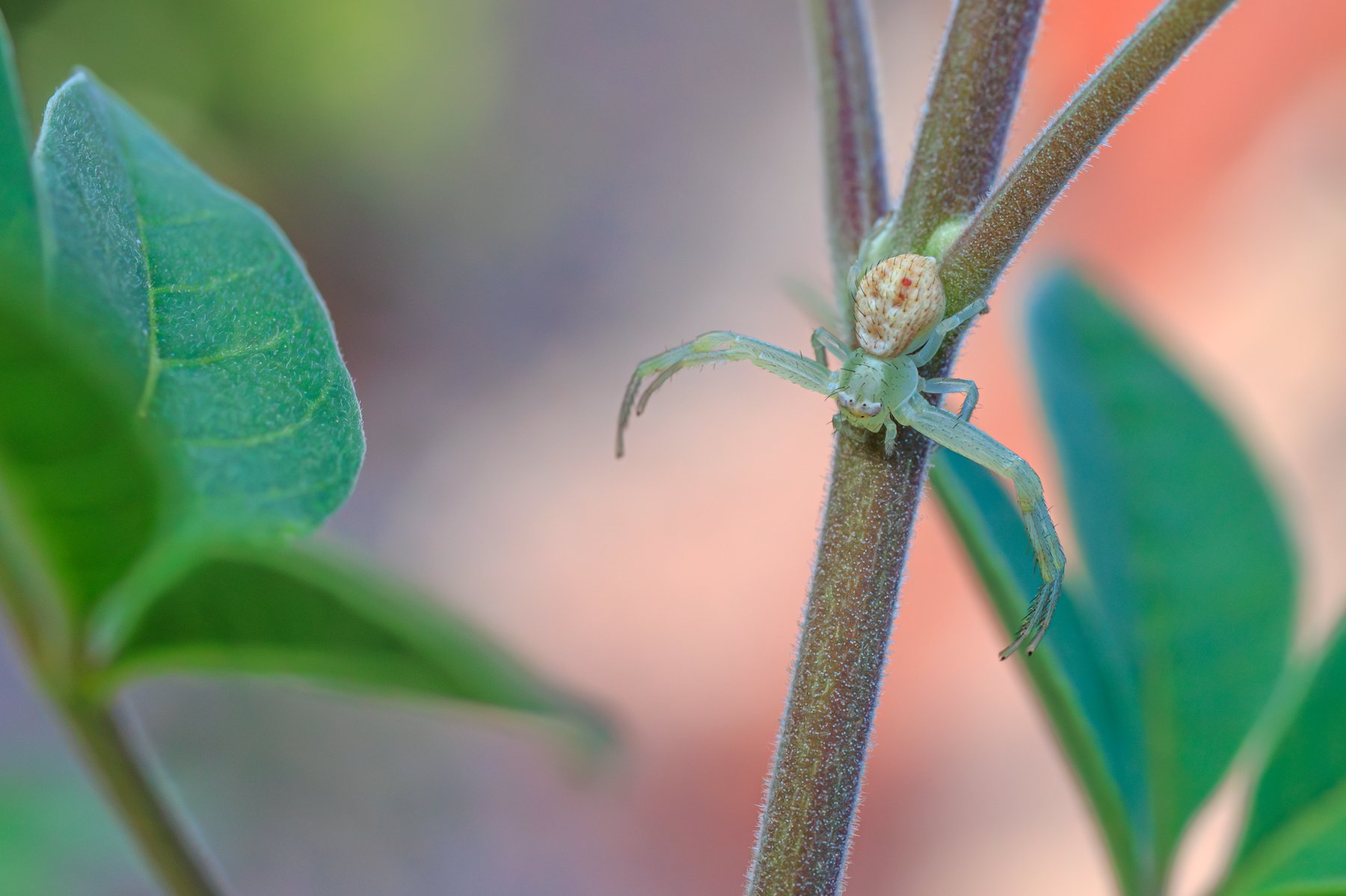 Orb Weaver