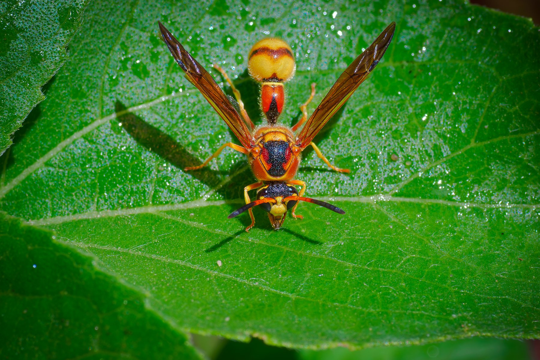 Paper Wasp