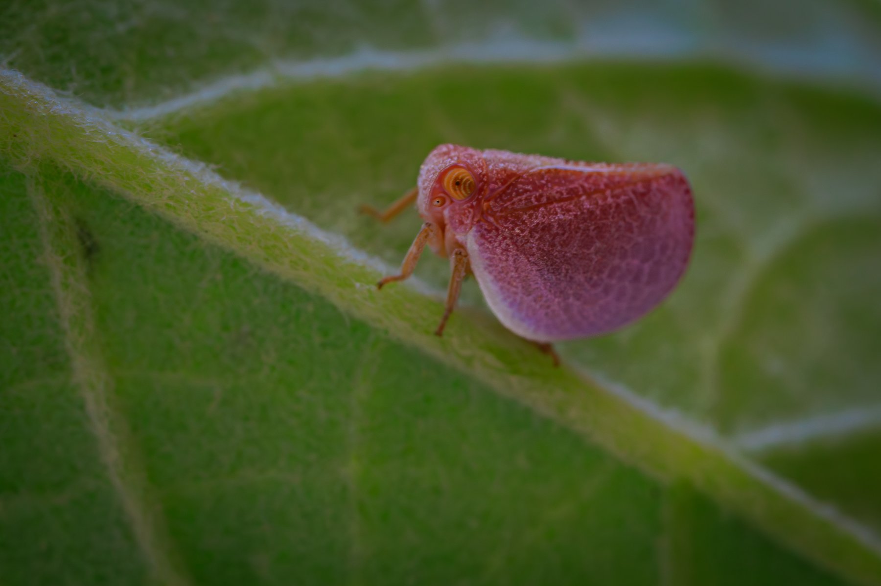 Pink Planthopper