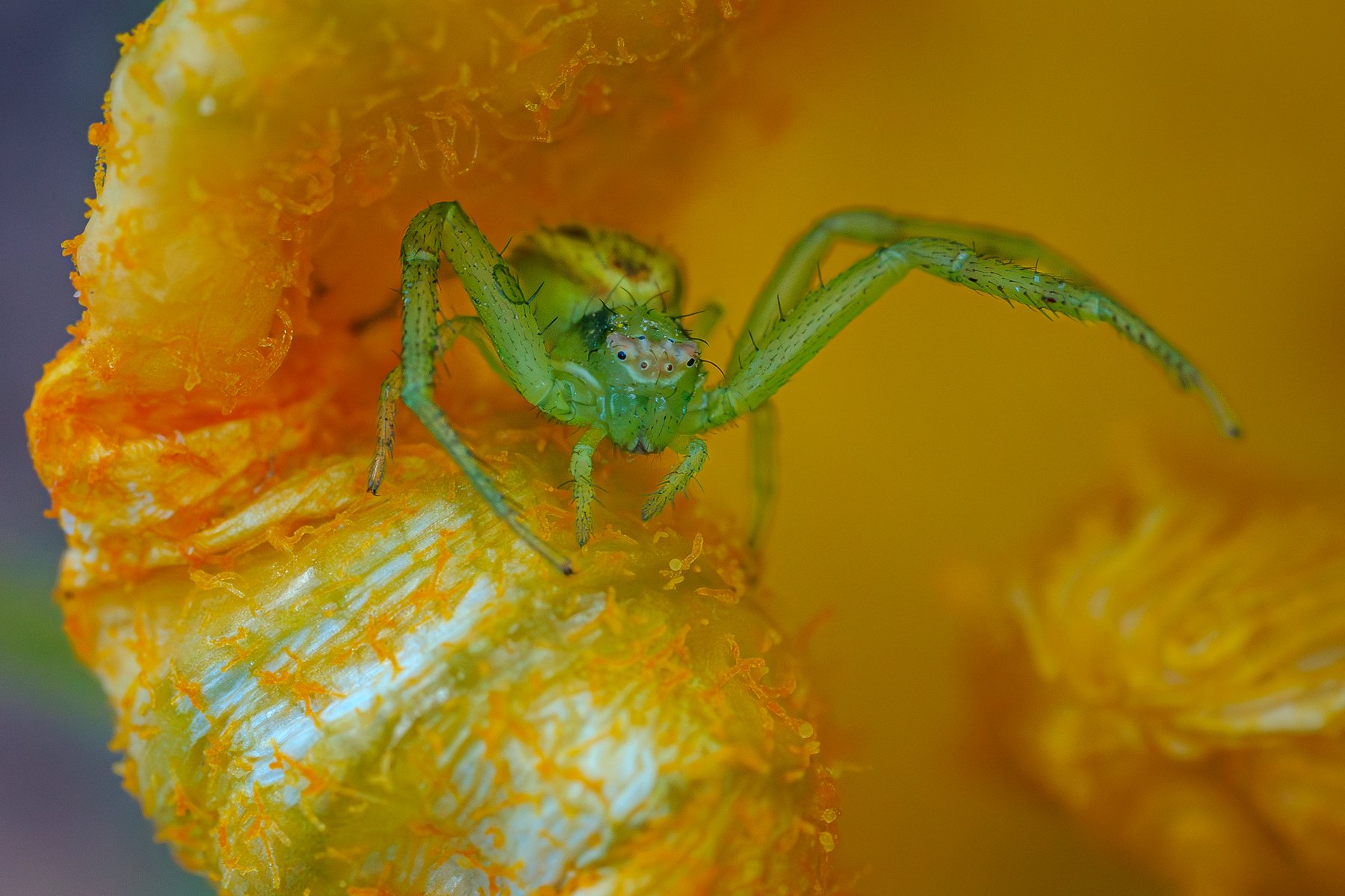 Pumpkin Spider