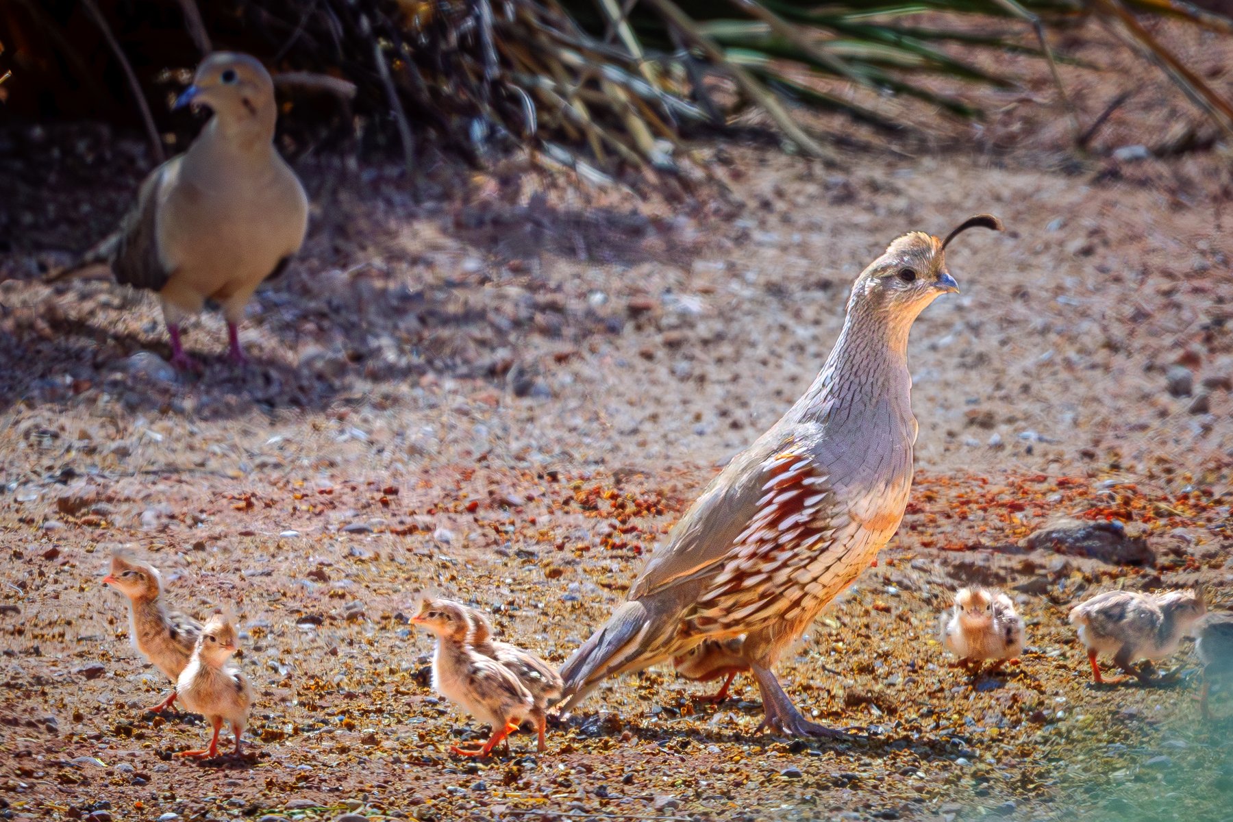 Quail Family