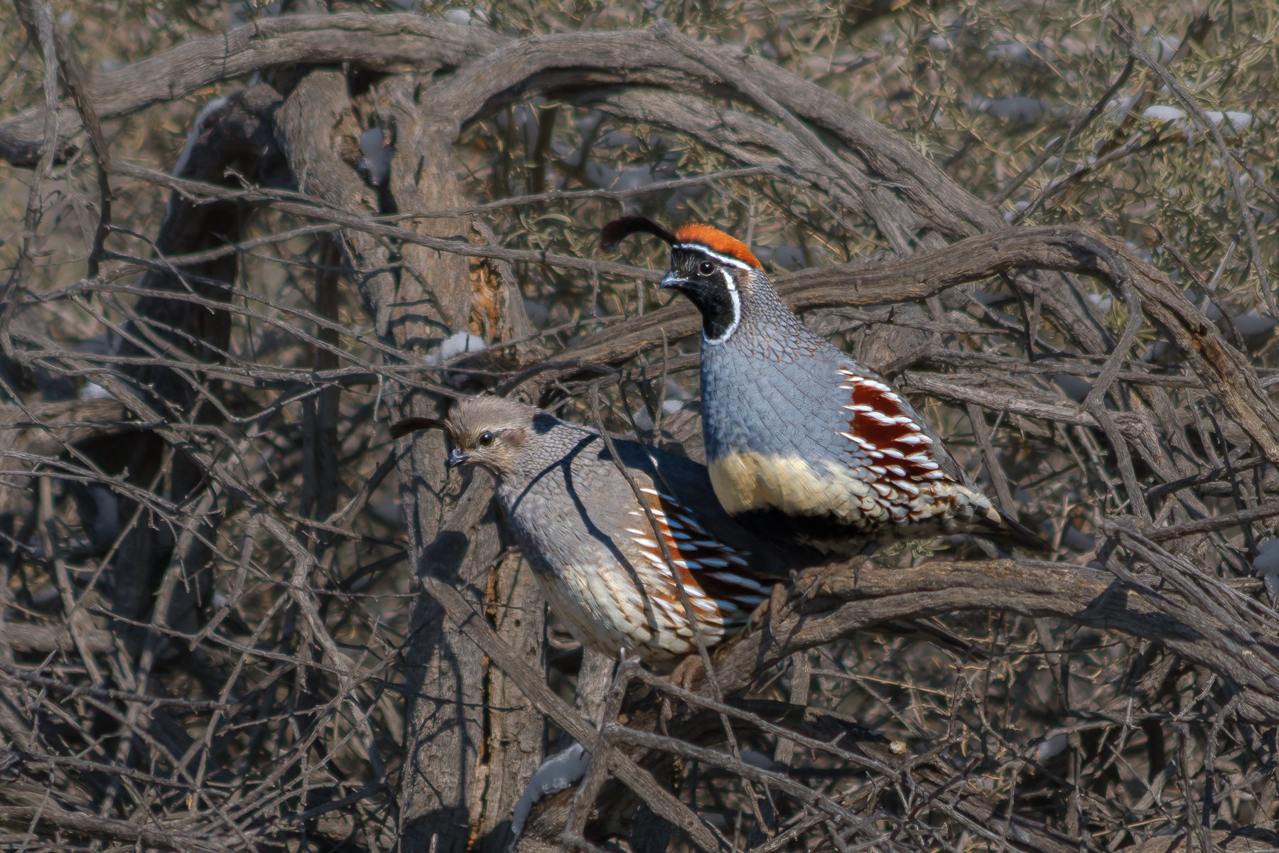 Quail Pair