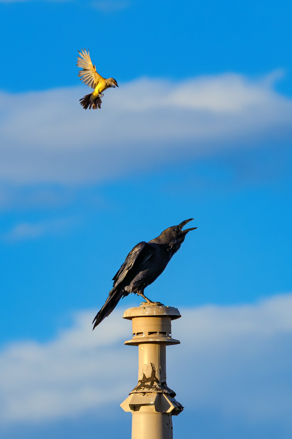 Raven and Kingbird