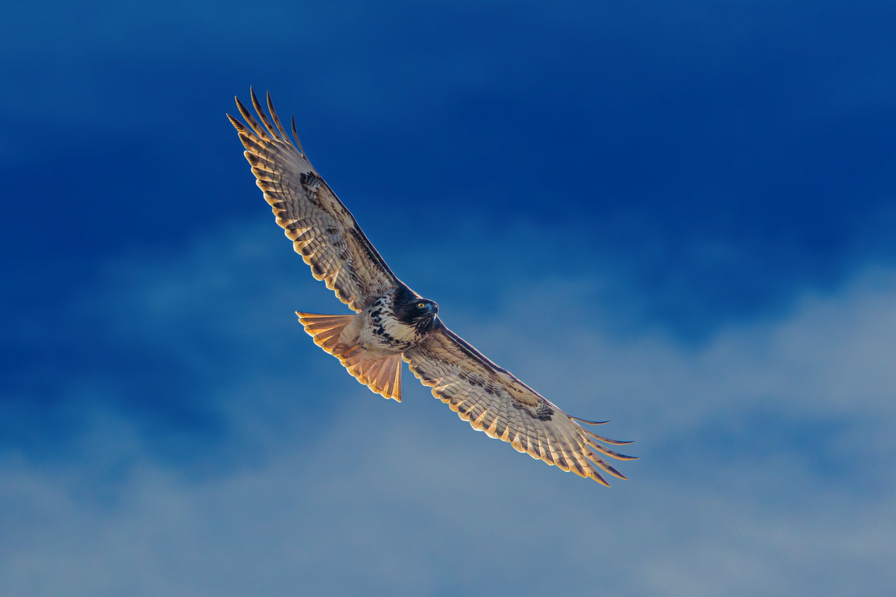 Redtail in Flight