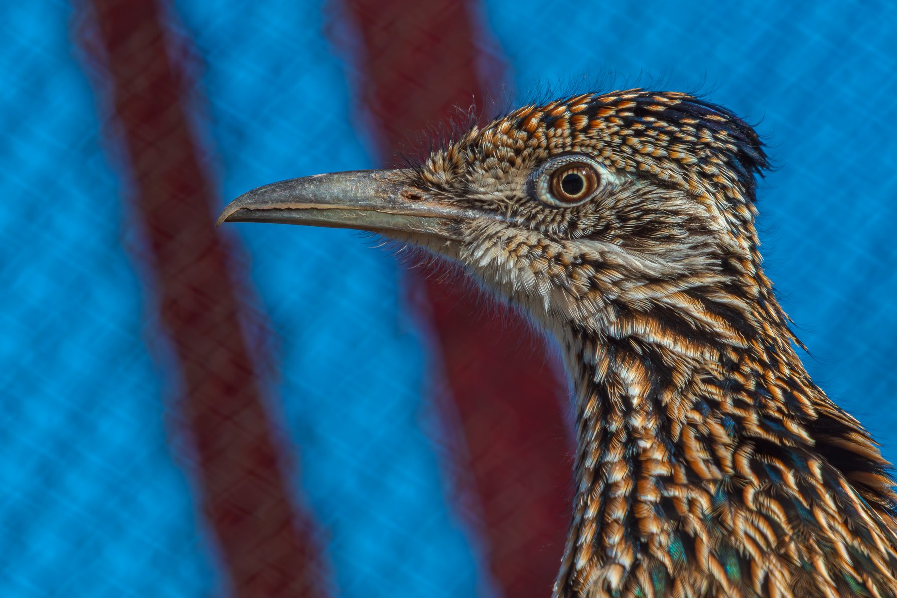Roadrunner