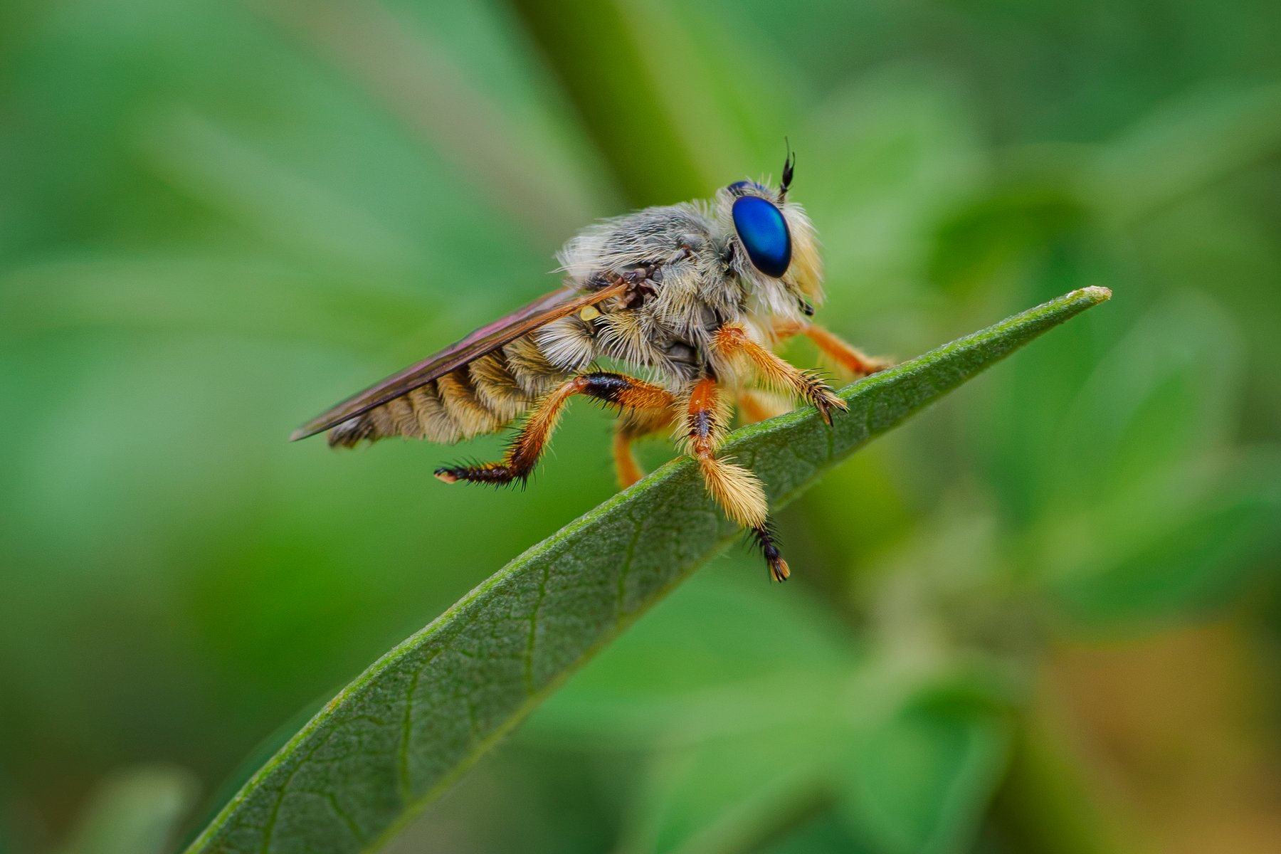 Robber Fly