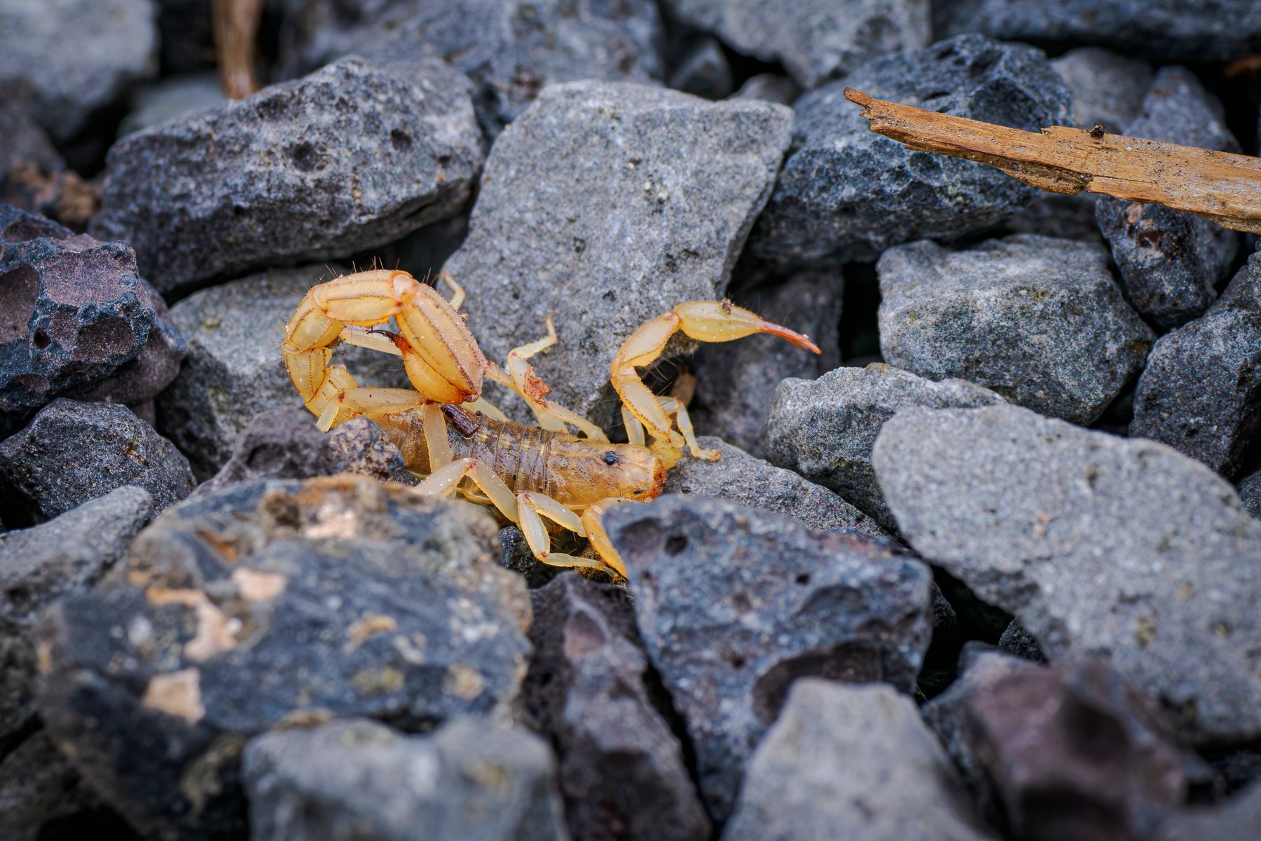 Scorpion