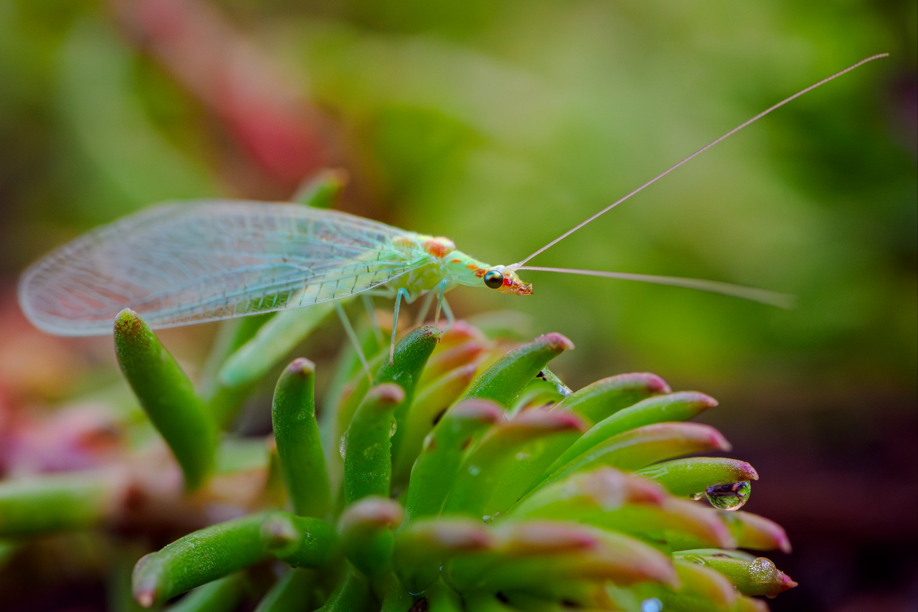 Lacewing on Sedum