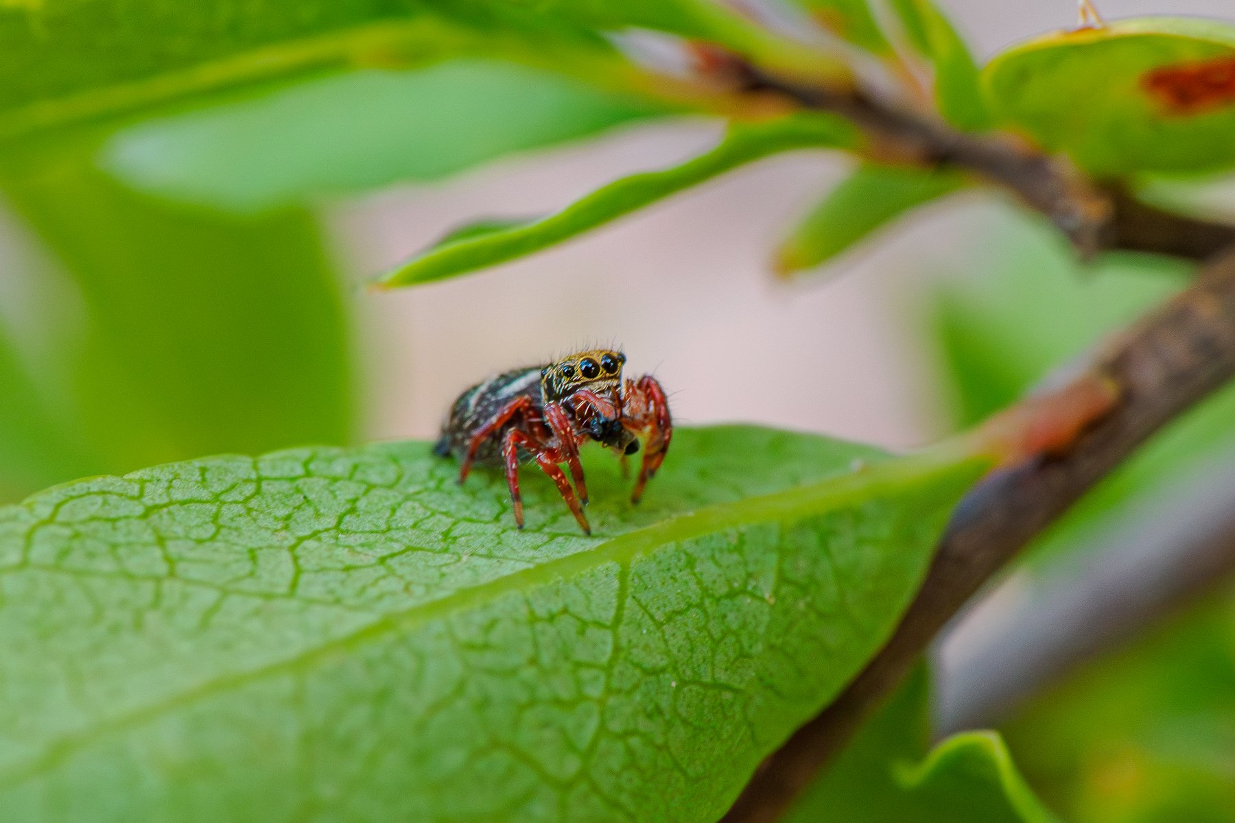 Small Jumping Spider