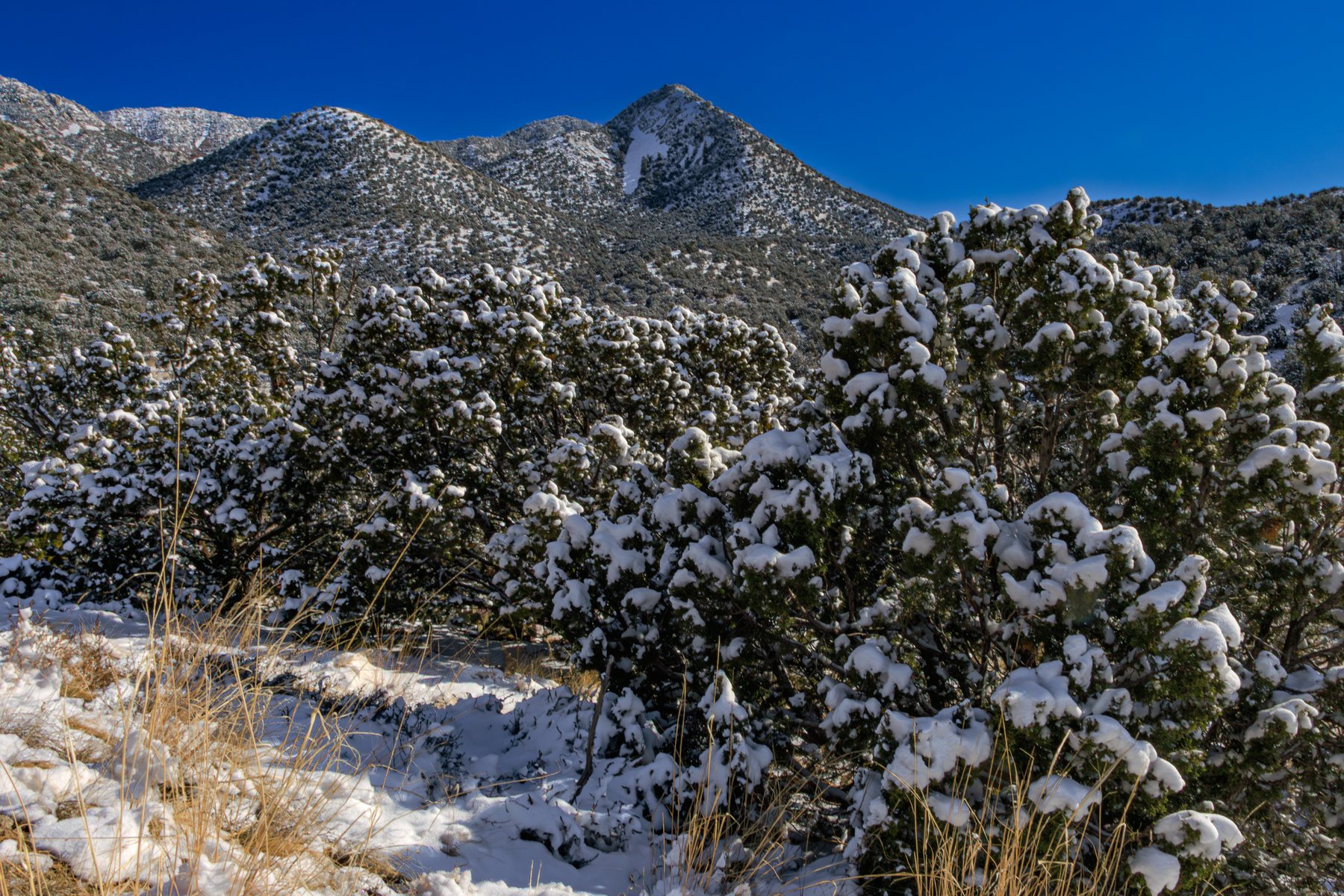 Snow in the Sandias