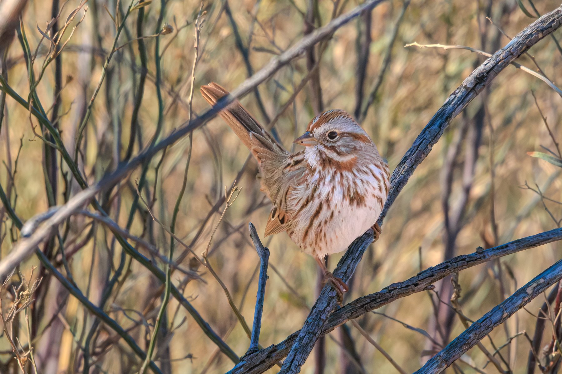 Sparrow Perched