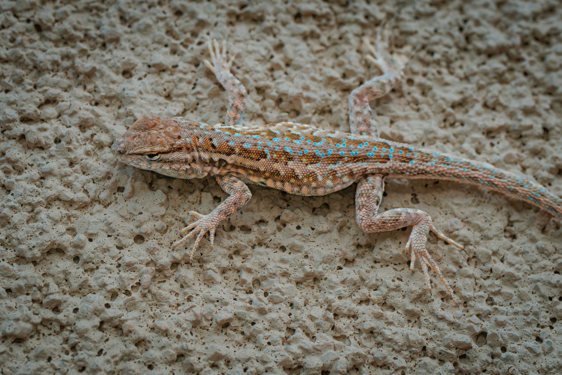 Spiny Lizard