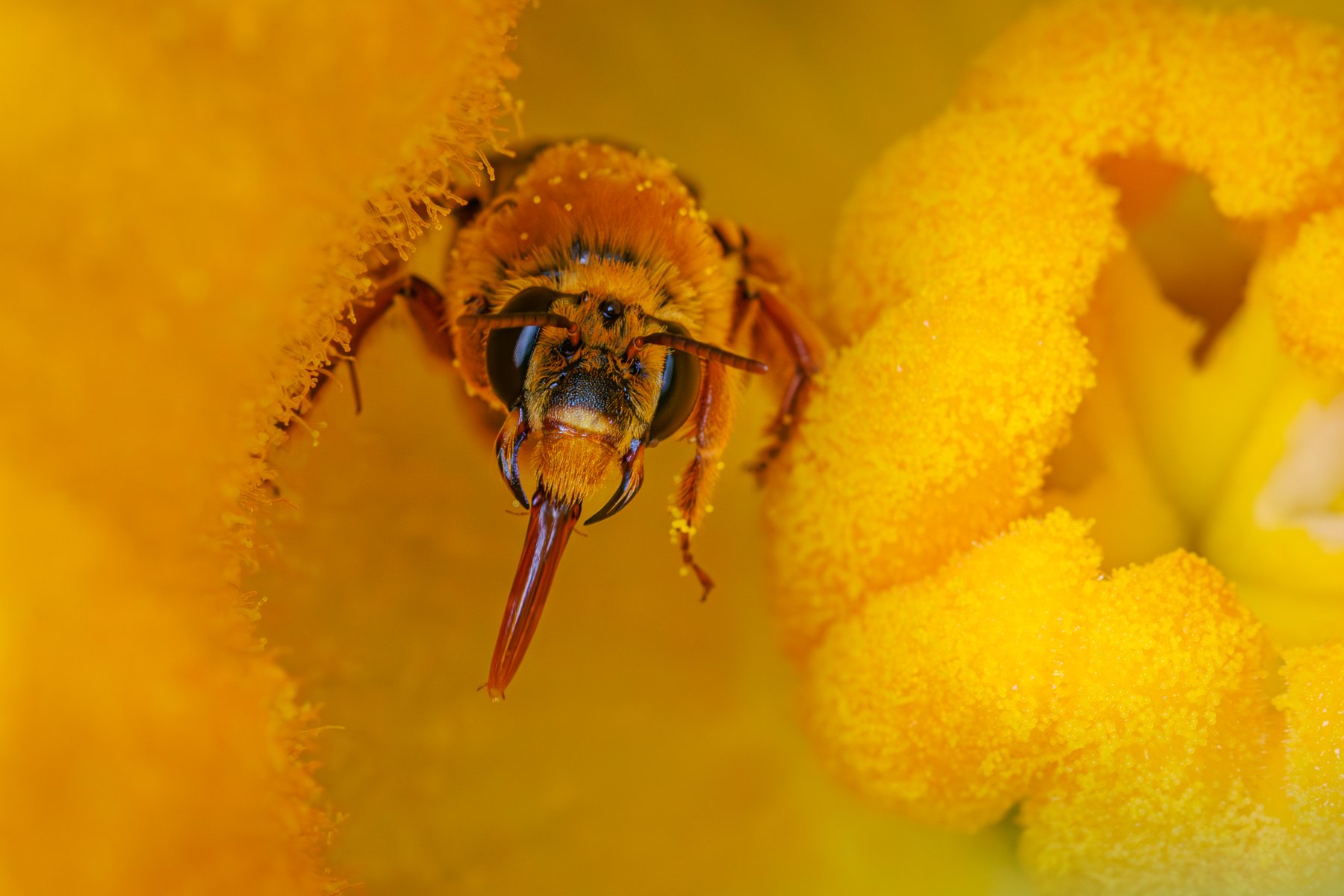 Squash Bee