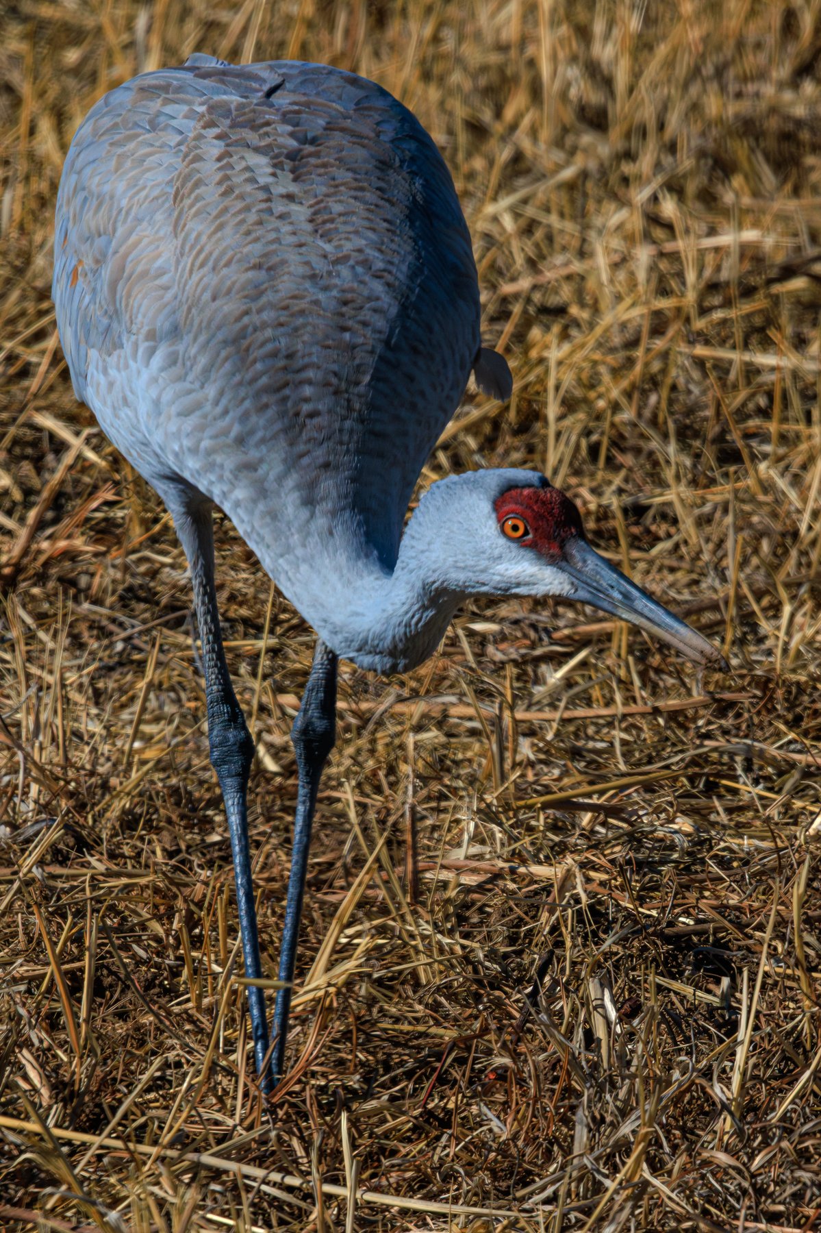 Stooped Crane