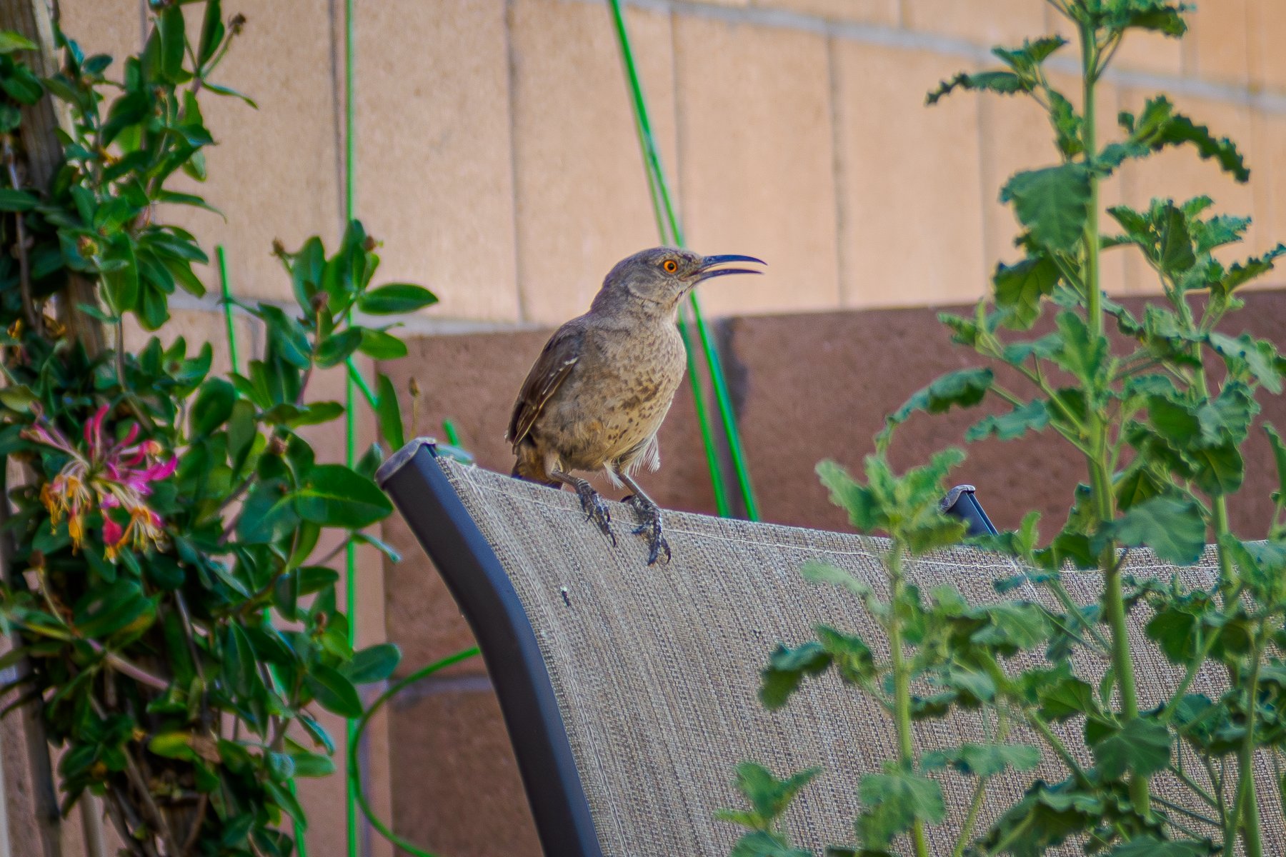 Thrasher on the Patio