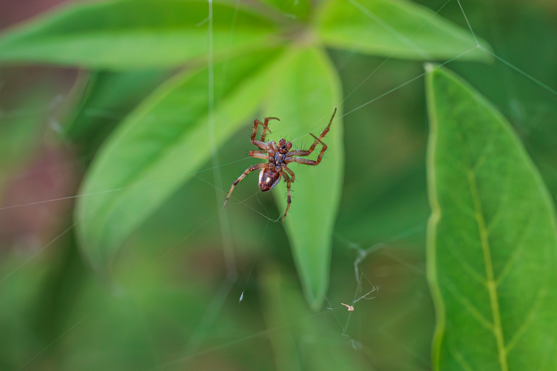 White Crab Spider