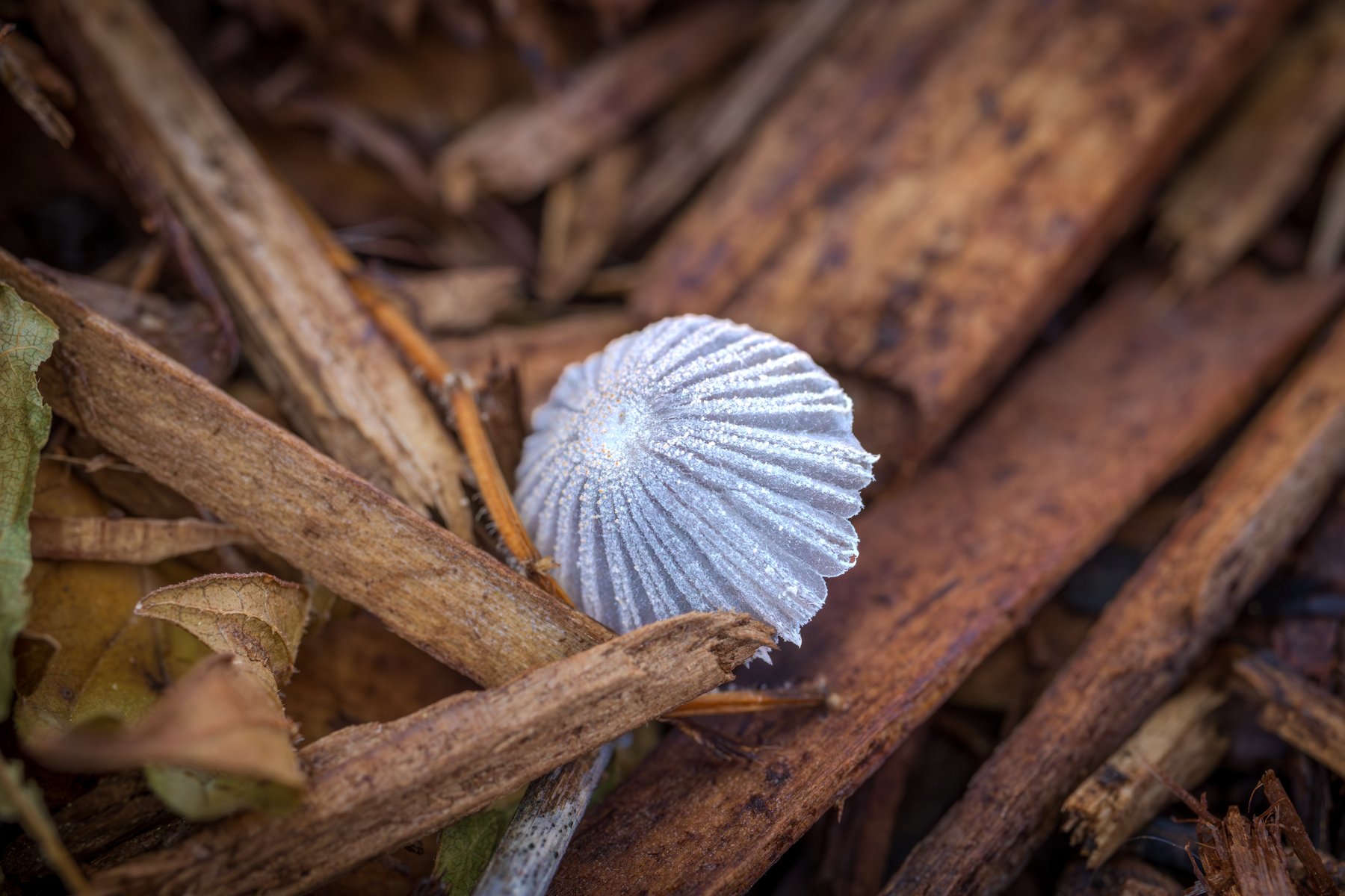 White Mushroom